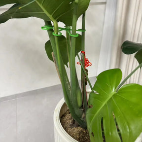 Suporte para segurar cabos de planta - 4 peças
